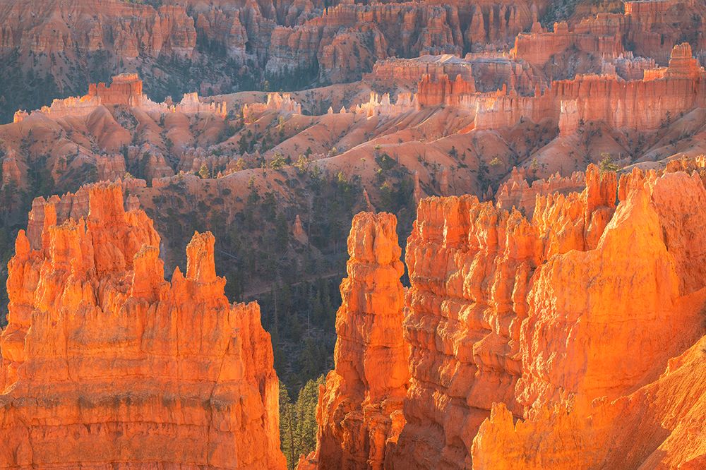 Colorful hoodoos glowing in morning light-Sunrise Point-Bryce Canyon NP-Utah art print by Alan Majchrowicz for $57.95 CAD
